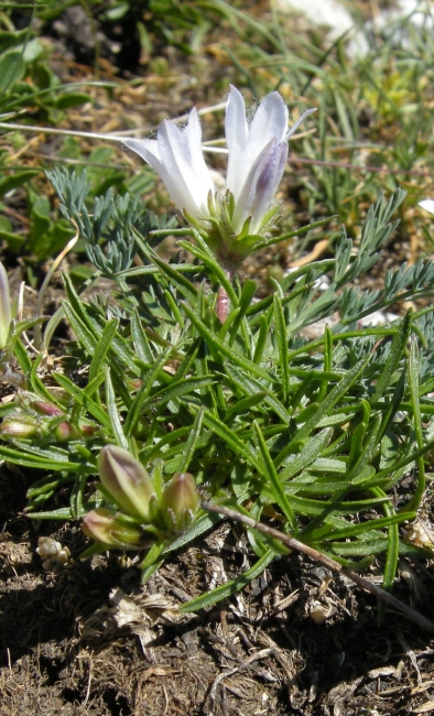 Campanula graminifolia bianca